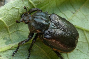 Wspólny pustelnik (pakhuki) Wspólny pustelnik (pakhuki)